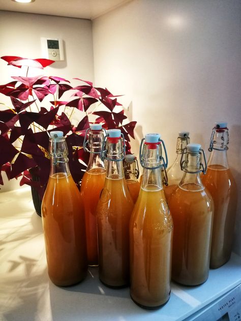 Ginger Beer in glass bottles - really don't do this! Ginger Beer Recipe, Lemon Sugar, Ginger Juice, Recipe Notes, Ground Ginger, Ginger Ale, Ginger Beer, Soda Pop, Winter Solstice