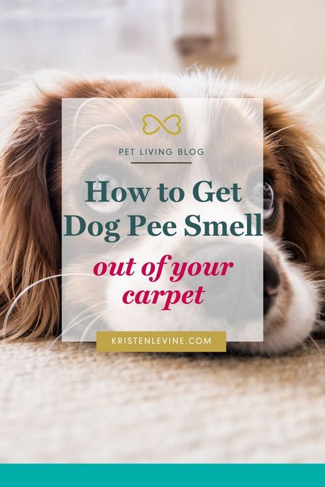 What does it really take to get rid of the smell of dog pee from your carpet? Try these 4 steps to getting rid of that pee smell for good plus 4 possible reasons your dog is peeing in the house! Dog Urine Remover, Dog Pee Smell, Pee Stains, Pee Smell, Pet Smell, Dog Training Classes, Akita Dog, Dog Pee, Dog Brain