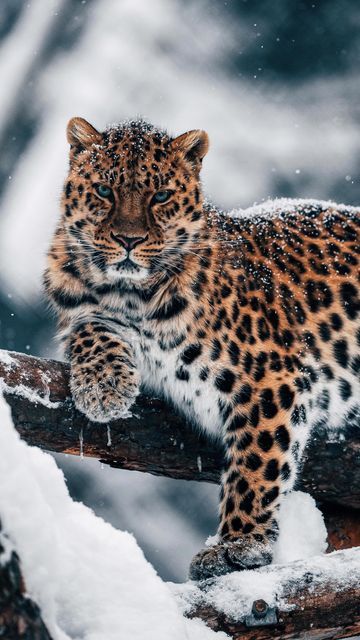 Amur Leapord, Sony Fx3, Leopard Pictures, Leopard Appaloosa, Spotted Leopard, Amur Leopard, Wild Animals Pictures, Baby Leopard, Animal Print Wallpaper