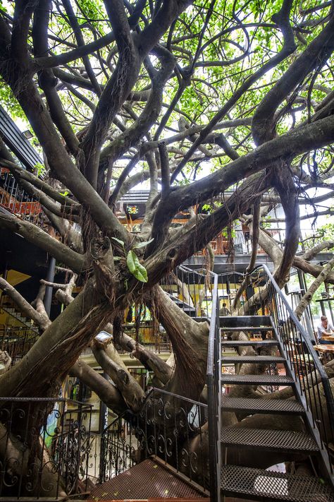 The Treehouse Restaurant, Monteverde Tree House Restaurant, Treehouse Restaurant, Cats Room, Tree Town, Tree Restaurant, Tree House Diy, Healing Space, Monteverde, Lounge Area