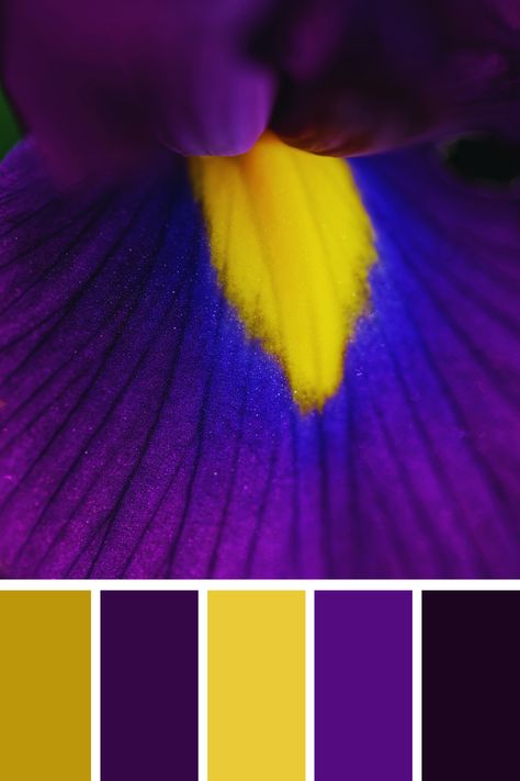 Close-up of Iris Flower: A stunning close-up of an iris flower highlighting its deep purple petals with a vibrant yellow center. The contrast between the rich purple and bright yellow creates a striking purple and yellow color palette. Yellow And Purple Aesthetic, Purple And Yellow Color Palette, Color Scheme Generator, Yellow Color Palette, Color Generator, Purple Petals, Purple Color Palettes, Color Palette Yellow, Palette Art