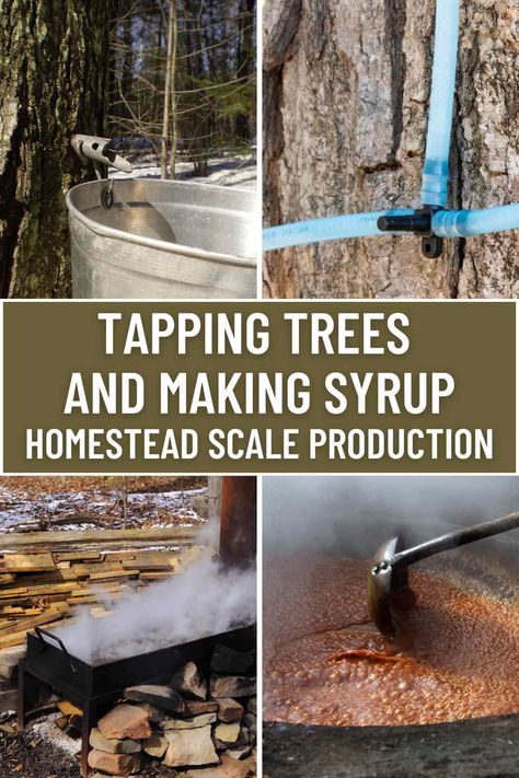 Making your own maple syrup is a fun and rewarding activity for any homesteader or outdoor enthusiast. It’s a great way to enjoy the natural sweetness of trees and learn more about nature’s cycles. This guide is designed for anyone interested in tapping trees on a small, homestead scale—not necessarily for commercial use. Here, you'll find practical tips, the types of trees you can tap, and what to expect from the process. Tapping Trees For Syrup, Tapping Maple Trees, Small Homestead, Maple Water, Types Of Trees, Modern Homesteading, 55 Gallon Drum, Reusable Coffee Filter, About Nature