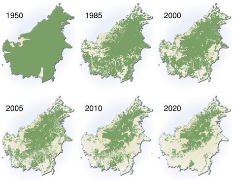 Deforestation of the Amazon Rainforest past and into the future. Do you like breathing. Better wake up now. Rainforest Deforestation, Pygmy Elephant, Rainforest Biome, Amazon Deforestation, Save Our Earth, Environmental Awareness, Amazon Rainforest, Environmental Issues, Save Earth