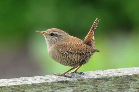 Winter Wren (Troglodytes troglodytes) Carolina Wren, Land Of The Living, Birds And The Bees, British Wildlife, Bird Boxes, Colorful Birds, Bird Garden, Little Birds, Small Birds