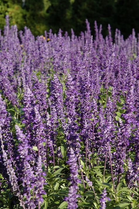 Victoria Blue Salvia Salvia Farinacea, Deep Blue Flowers, Blue Salvia, Richardson Texas, Royal Blue Flowers, Low Water Gardening, Sage Plant, Rainbow Garden, Deer Resistant Plants