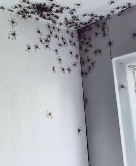 Moving Spider, Spider Infestation, Scary Bugs, Huntsman Spider, Big Spiders, Pet Spider, Spiders Scary, Creepy Spider, Spooky Spiders