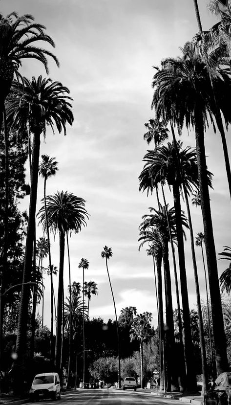 La Palm Trees Aesthetic, California Aesthetic Black And White, Happy Black And White Aesthetic, Black And White Beach Pictures, Black And White Aesthetic Nature, Black And White Pictures Aesthetic, La Black And White, La Wallpaper, Black White Pictures