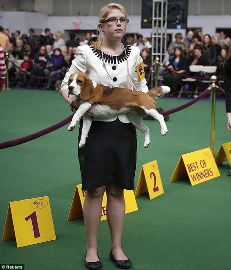 Dog Show Handler Outfit, Dog Show Handler Outfits Women, Dog Show Outfits, Dog Show Outfits Women, Dog Event, Code Dress, Show Outfits, Westminster Dog Show, Cardigan Welsh Corgi