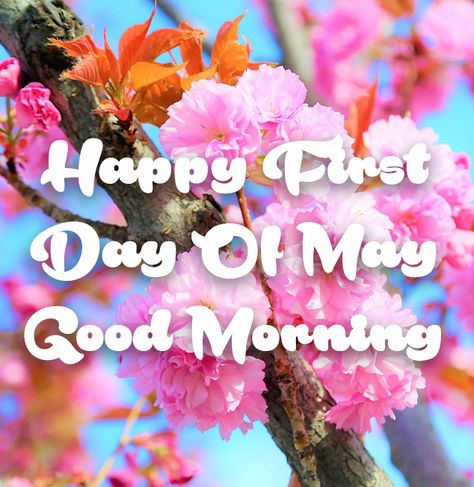 Spring First Day Of May Good Morning may months hello may quotes first day of may quotes happy first day of may quotes good morning may Happy First Of May, First Of May Quotes, 1st Of May Quotes, 1st May Quotes, Happy May 1st Quotes, May 1st Quotes Month, May 1 Quotes, Happy First Day Of May, Hello May Quotes