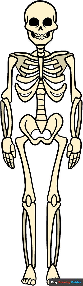 Learn How to Draw a Skeleton: Easy Step-by-Step Drawing Tutorial for Kids and Beginners. See the full tutorial at https://easydrawingguides.com/how-to-draw-a-skeleton/ . Scelotin Drawing Easy, Skeleton Sketch Easy, How To Draw Skeleton, Skeleton Easy Drawing, Skeleton Art Drawing Easy, Skeleton Art Simple, Skeleton Drawing Simple, Easy Skeleton Drawing, Skeleton Drawing Reference