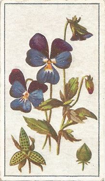 Wild Pansy: Viola color. Wild Flower Botanical Illustration, Wild Flower Art Drawings, Blue Pansy Tattoo, Viola Tricolor Illustration, Wild Pansy Tattoo, Queer Flowers, Pansy Illustration, Pansy Plant, Pansy Drawing