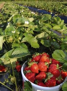 Vegetable Garden Plans, Flower And Vegetable Garden, Strawberries Growing, Everbearing Strawberries, Trees Nursery, Picking Strawberries, Strawberry Bush, Fruit For Diabetics, Growing Trees