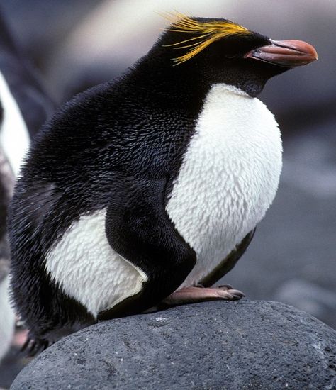 Penguin Reference Photos, Magellanic Penguins, Macaroni Penguin, Sea Dolphin, Galapagos Penguin, Gentoo Penguin, Original Penguin, Baby Penguins, Nature Pictures