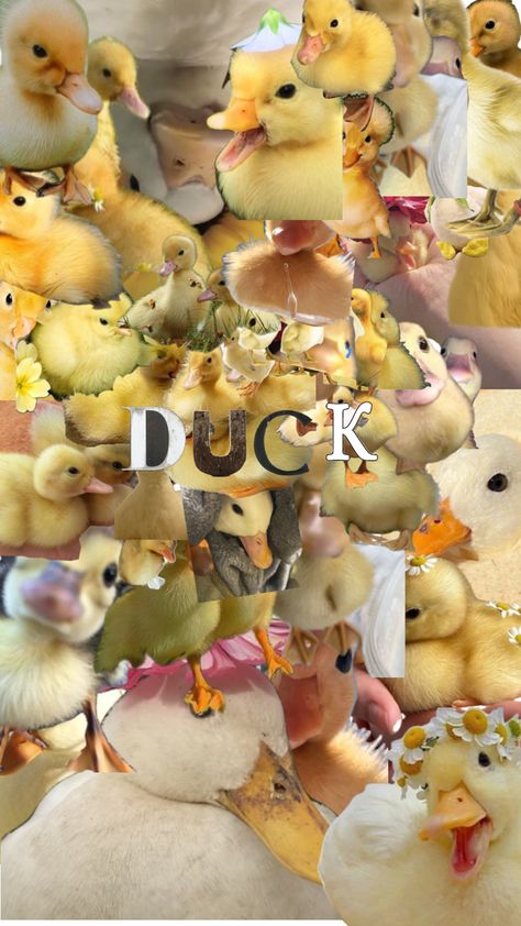 its a wallpaper full of ducks and ducklings! Duck Cute Wallpaper, Cute Ducks Wallpaper, Duck Aesthetic Cute, Duck Wallpaper Ipad, Duck Art Wallpaper, Cute Duck Aesthetic, Funny Duck Wallpaper, Duckling Wallpaper, Duck Wallpaper Aesthetic