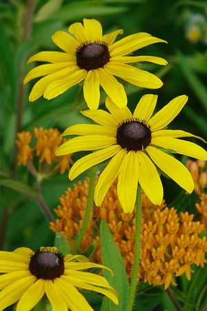 Black Eyed Susan Seed (Rudbeckia hirta) Pocket Prairie, Meadow Paintings, Midwest Garden, Prairie Nursery, Prairie Plants, Plant Reference, Obedient Plant, Rudbeckia Hirta, Prairie Flowers