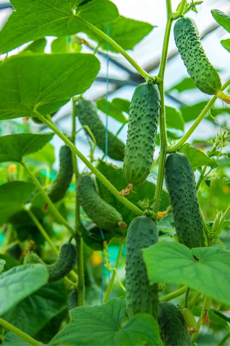 Cucumber Plants Growing Tips, Cucumber Growing, Cucumbers Growing, Worm Castings Tea, Cucumber Plants, Organic Liquid Fertilizer, Seeds Planting, Branding Moodboard, Growing Mint