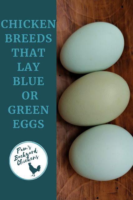 If you're planning your first flock or considering adding some new birds, blue and green egg laying hens ensure you'll have a colorful egg basket year round. Blue Chicken Eggs, Araucana Chickens, Ameraucana Chicken, Chicken Egg Colors, Egg Laying Hens, Easter Egger Chicken, Best Laying Chickens, Laying Chickens, Laying Chickens Breeds