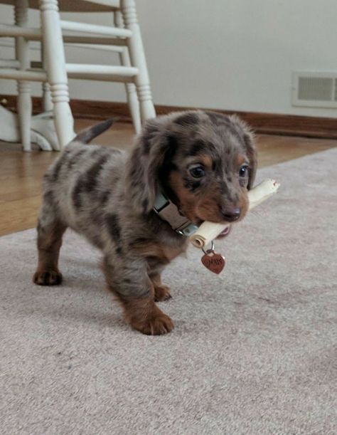 Daschund Puppies, Dog Aesthetic, Cute Dogs Images, Very Cute Puppies, Super Cute Puppies, Dapple Dachshund, Cute Animals Puppies, Very Cute Dogs, Really Cute Dogs