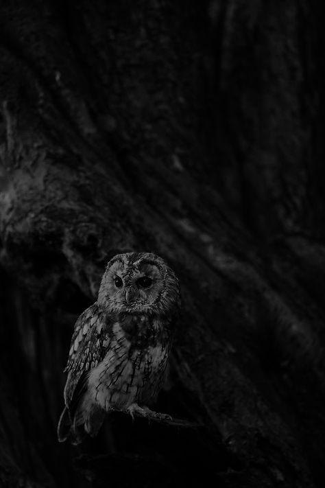 owl Owl Wallpaper Aesthetic, Owl Aesthetic, Creepy Photography, Black Owl, Owl Wallpaper, Barred Owl, Night Forest, Owl Photos, Greek Gods And Goddesses