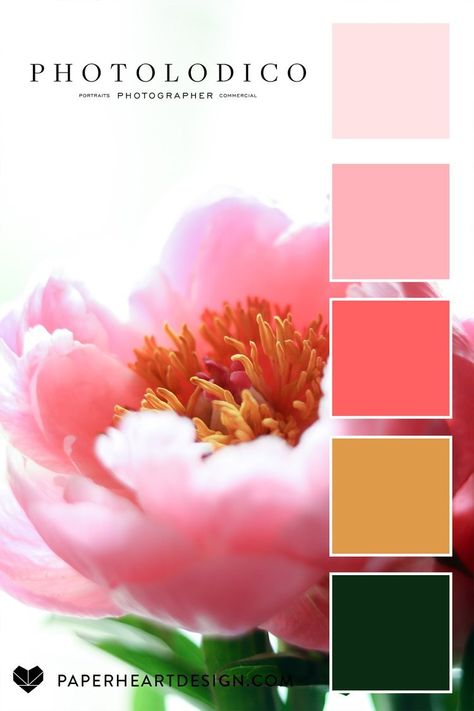 Color Palette: Perfect Peonies from photolodico — Paper Heart Design Peony Color Palette, Seeds Color Palette, Color Thesaurus, Interior Design Branding, Peony Colors, Pantone Colour Palettes, Call Art, Watercolor Palette, Design Seeds