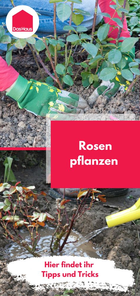 Rosen Beet, Plants