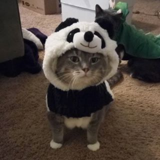 Your little friend could dress as a panda. | 25 Seriously Adorable Halloween Costume Ideas For Your Cat Cat With Panda Hat, Cat And Panda, Cat In Costume, Panda Pfp, Cat Halloween Costume Pet, Funny Panda Pictures, Cute Cat Costumes, Panda Costume, Cute Pandas