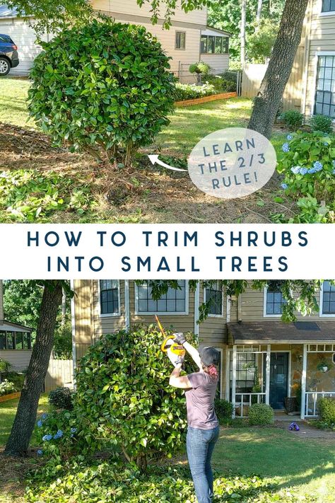 Must save! Video too! How to turn large shrub plants into small trees with a few simple and quick methods, plus the 2/3 rule for avoiding over-pruning and keeping a healthy new tree. #landscaping #outdoordesign #outdoorideas #gardening #curbappeal #video #ad Shrub Trimming Shape, Pruning Holly Bushes, Woodland Yard, Tree Landscaping, Short Trees, Arborvitae Tree, Holly Tree, Lush Lawn, Smart Garden