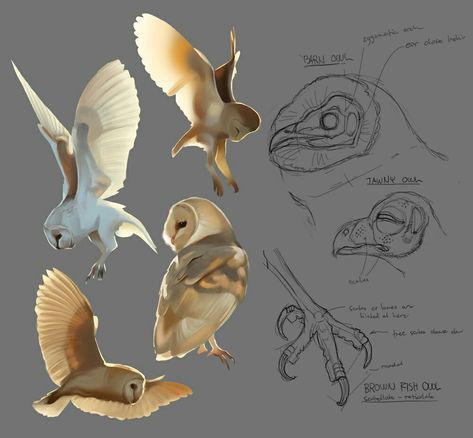 Studies Drawing, Barn Owls, Anatomy Sketches, Animal Study, Owls Drawing, Animal Sketches, Owl Art, Arte Animal, Bird Drawings