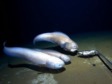 unknown species of australian hadal snailfish Hadal Zone Ocean, Hadal Zone, Oceanography Marine Biology, Nuclear Disasters, Tackle Shop, Aquatic Creatures, Marianas Trench, Black Ocean, Western University