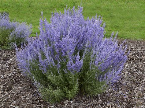 Growing Awesome Russian Sage from Bare Root | Walters Gardens, Inc. Butterfly Plant, Fall Perennials, Russian Sage, Sage Plant, Waterwise Garden, Deer Resistant Plants, Meteor Garden 2018, Water Wise, How To Attract Hummingbirds