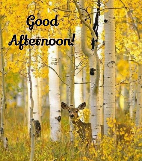 Happy Afternoon Quotes, Good Afternoon Fall Quotes, Have A Nice Afternoon Beautiful, Gd Afternoon Images, Gd Afternoon Images New, Afternoon Blessings, Happy Birthday Prayer, Good Afternoon Images, Good Evening Memes Funny