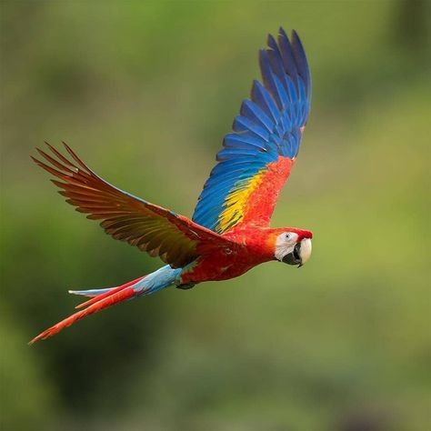 Parrot Flying, Birds Parrots, Conure Parrots, Beautiful Vacation Destinations, Animal Study, Horse Tattoo, Australian Birds, Rare Birds, Bird Wallpaper