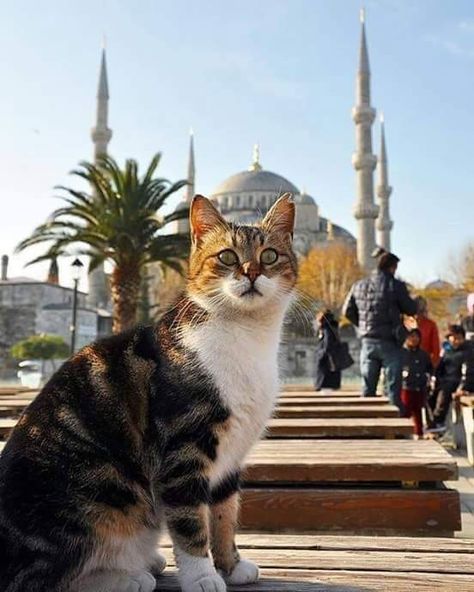 Istanbul Turkey Cats, Cats In Turkey, Istanbul Cats, Sultanahmet Istanbul, Turkey Travel, Istanbul Turkey, Travel Aesthetic, Istanbul, Kitty