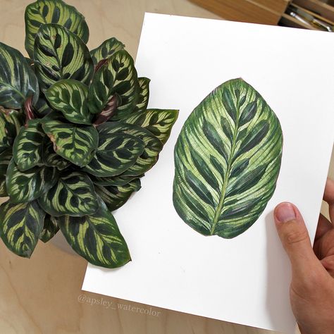 Watercolor Calathea Species Poster on Behance Species Poster, Philodendron Verrucosum, Plant Artwork, Peacock Plant, Art Final, Plant Tattoo, Illustration Botanique, Palm Leaves Print, Plant Painting