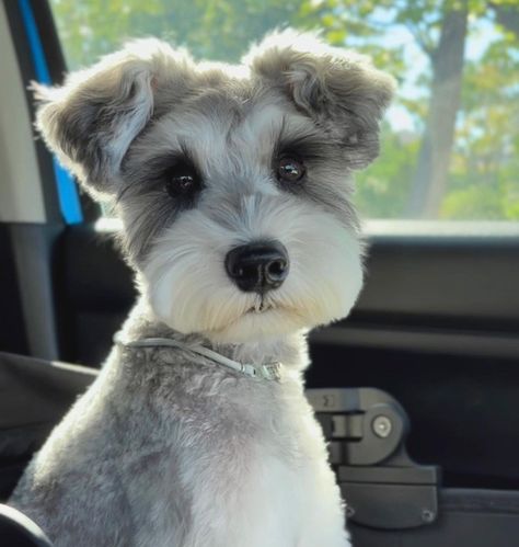 Cute Mini Schnauzer Haircuts, Schnauzer Haircuts Hairstyles, German Schnauzer, Cute Dog Haircuts, Schnauzer Haircut Styles, Dog Haircut Ideas, Miniature Schnauzer Puppies Haircuts, Snorkie Haircuts, Miniature Schnauzers