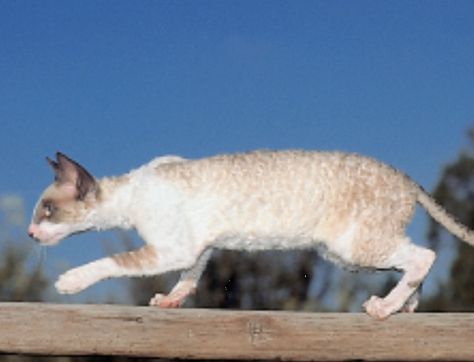 Cornish Rex Cat prowling Head Side Profile, Cat Prowling, Cheetah Drawing, Cymric, Egyptian Mau, Cornish Rex, Rex Cat, Exotic Shorthair, Devon Rex