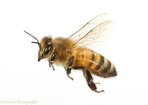 Honey Bee Flying, Flying Honey Bee, Honey Bee Pictures, Insect Reference, Honey Bees Keeping, Bee Project, Bee Flying, Honey Bee Tattoo, Flying Bee