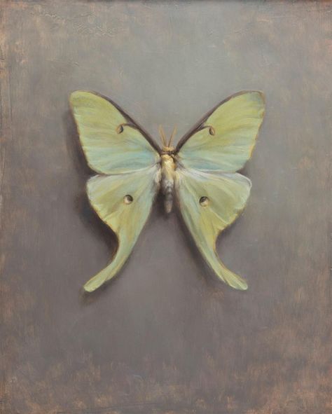 Luna Moth Painting, Moth Painting, Poetic Forms, Denver Art Museum, Oil Painting For Sale, Gallery Owner, Luna Moth, Artist Statement, Human Face