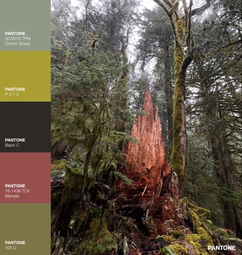 The best place to turn to for inspiration is the natural world! Love the natural complimentary colors that come through on this palette Rainy Forest, Forest Inspiration, Color Palette Inspiration, Palette Inspiration, The Natural World, Complimentary Colors, The Natural, Natural World, Color Inspiration