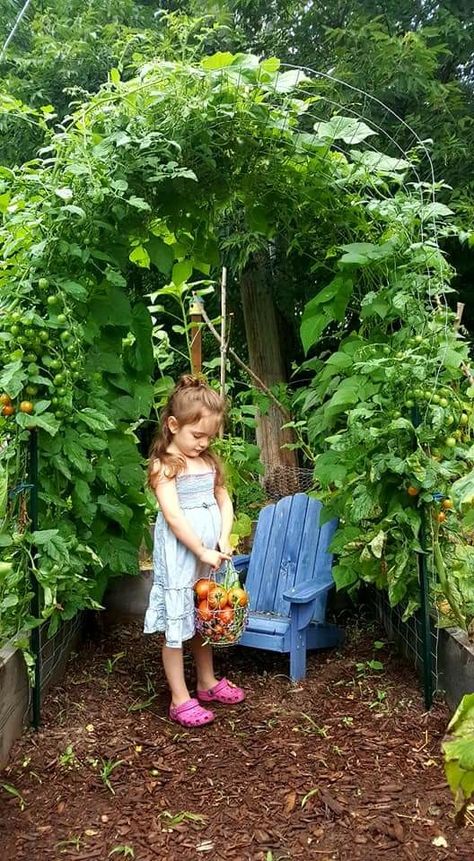 Cherry Tomato Trellis, Green Bean Trellis Ideas, Green Beans And Cherry Tomatoes, Green Bean Trellis, Trellis Gardening, Bean Trellis, Tomatoes Growing, Growing Green Beans, Tomato Trellis