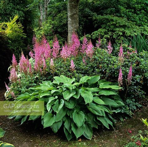 Woodland area with astilbe and hosta thriving in shade of trees. Waterfall Landscaping, Michigan Gardening, Dry Shade Plants, Shade Garden Plants, Hosta Gardens, Front Garden Landscape, Permaculture Design, Shade Flowers, Shade Perennials