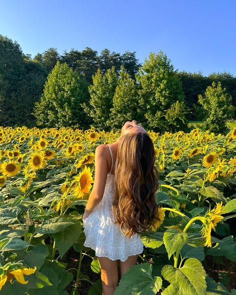 sunflower lovers🌻🌅🦋 #sunflowerfield #flowerfield #fallactivities #couplegoals #falldate Summer Sunflower Aesthetic, Flower Heart Aesthetic, Pics With Sunflowers, Sun Flower Fields Photoshoot, Sunflower Pics Photo Ideas, Daisy's Aesthetic, Sunflower Field Aesthetic, Photoshoot Garden, Photoshoot Field