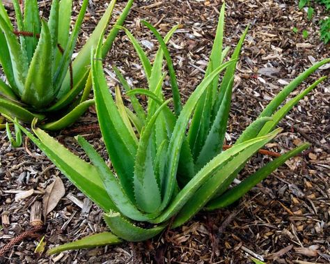 Aloe barbadensis or Aloe vera Aloa Vera, Aloe Barbadensis Miller, City Farm, Aloe Vera Plant, Aloe Plant, Aloe Barbadensis, Wild Harvest, Organic Soil, Ornamental Plants