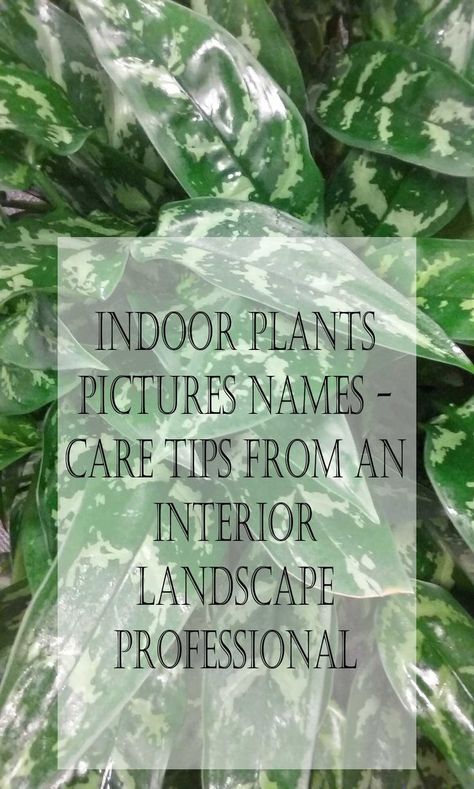 Pictures, names, and how to care for common indoor plants. Having worked in the interior landscape industry for more than 30 years, I can help with your indoor plant care. Common houseplants, pictures, names, and care. Houseplant Identification Chart, Indoor Plants With Names, Indoor Plants Name With Pictures, Common House Plants Names, House Plant Identification Pictures, House Plant Names, Indoor Plant Names, Common House Plants Pictures, House Plant Care Guide