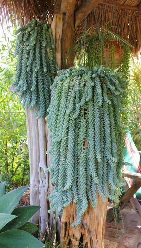 Kaktus Dan Sukulen, Mexican Garden, Weird Plants, Succulent Gardening, Cactus Y Suculentas, Succulents Garden, Cacti And Succulents, Dream Garden, Plant Life