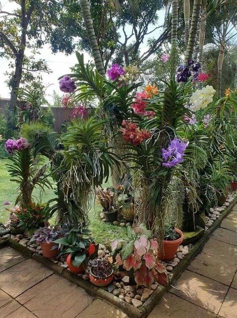 Bromeliads Garden, Tropical Backyard Landscaping, Small Tropical Gardens, Formal Garden Design, Orchid Plant Care, Tropical Garden Design, Vanda Orchids, Asian Garden, Backyard Greenhouse