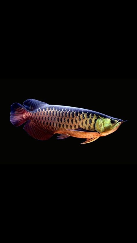 Arowana Fish Wallpaper, Arwana Fish, Arowana Fish, Ancient Fish, Oscar Fish, Fish Tank Themes, Fish Tropical, Tropical Freshwater Fish, Dragon Fish