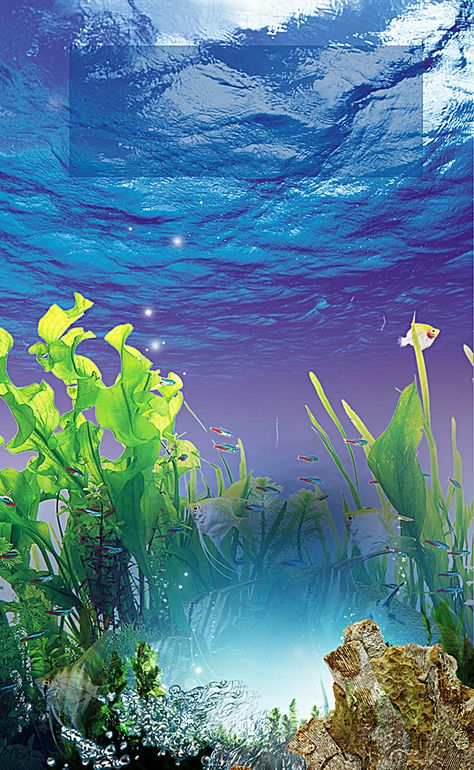 Diving Background, Aquatic Background, Fish Tank Background, Dream Water, Fish Background, Ocean Background, Holiday Homework, Ocean Backgrounds, Background Search