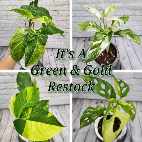 Happy Restock Friday Plant Family! Check out these beauties that will be ready for your jungles at 6pm 🥳 🌱Rhapidohpora Varigated Foraminfera 🌱 Syngonium Chiapanse 🌱 Syngonium Batik Albo 🌱 Monstera Adansonii Aurea #houseplantcommunity #houseplantjournal #houseplant #plantsaremagic #plantsaddict #plantsathome #plantsagram #plantsarelife #plantsonplanks #PlantLove #plantlovers #plantloversofinstagram #plantlife #instaplant #plantoftheday #plantporn #hangingplants #houseplantslover #housepla... Syngonium Batik, Monstera Adansonii, Plant Journal, Be Ready, Plant Life, Hanging Plants, Plant Lover, Green And Gold, House Plants