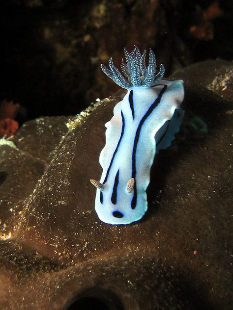 Nudibranch - Chromodoris Willani Chromodoris Willani, Sea Slugs, Sea Slug, Whale Shark, Reference Poses, Live Long, Animal Kingdom, The Ocean, Art Reference